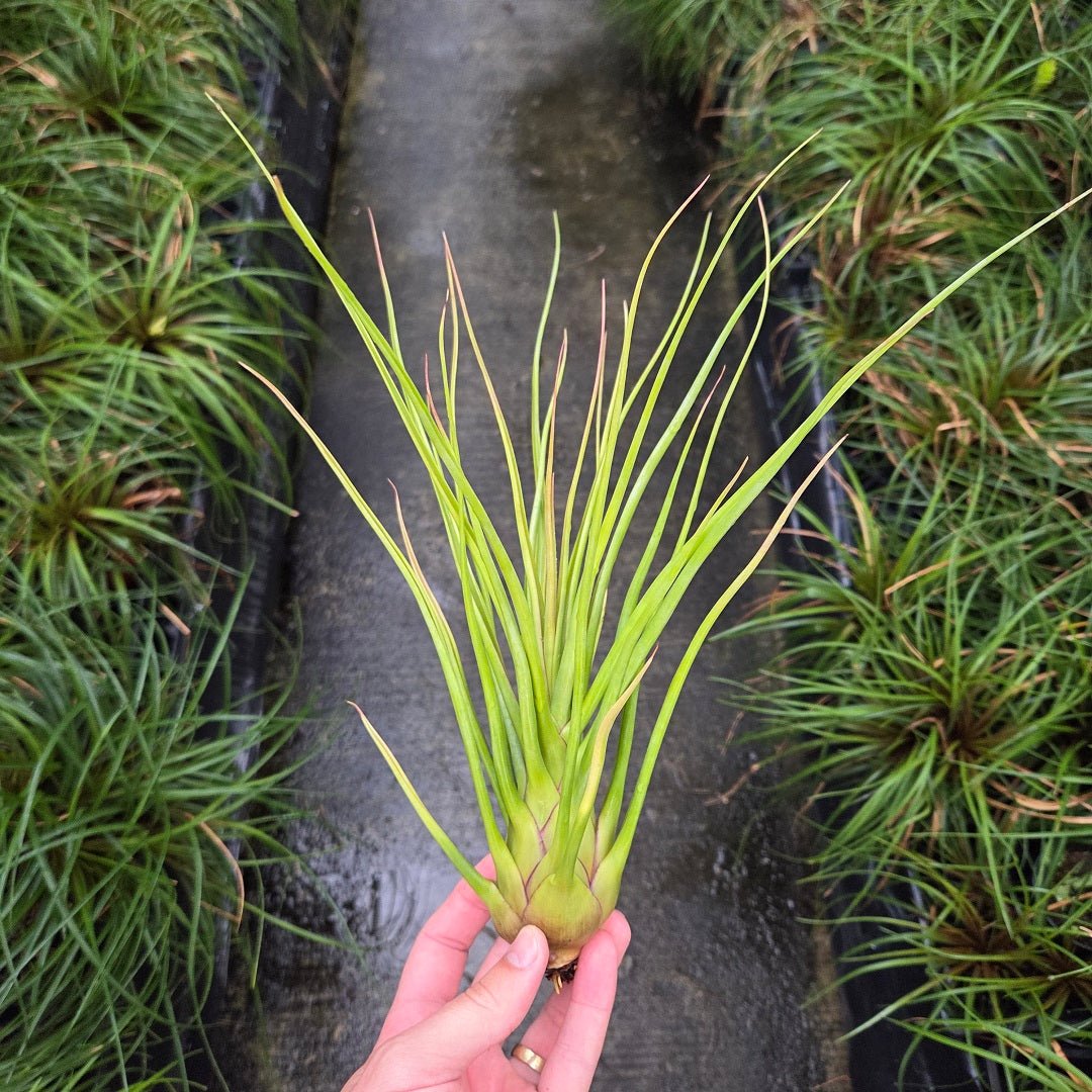 Tillandsia 'Albert The Great' - Rainforest Flora