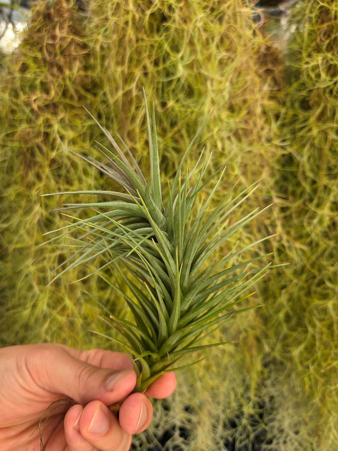Tillandsia araujei Purple - Rainforest Flora
