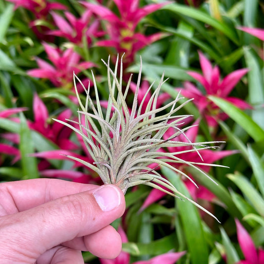Tillandsia bandensis - Rainforest Flora