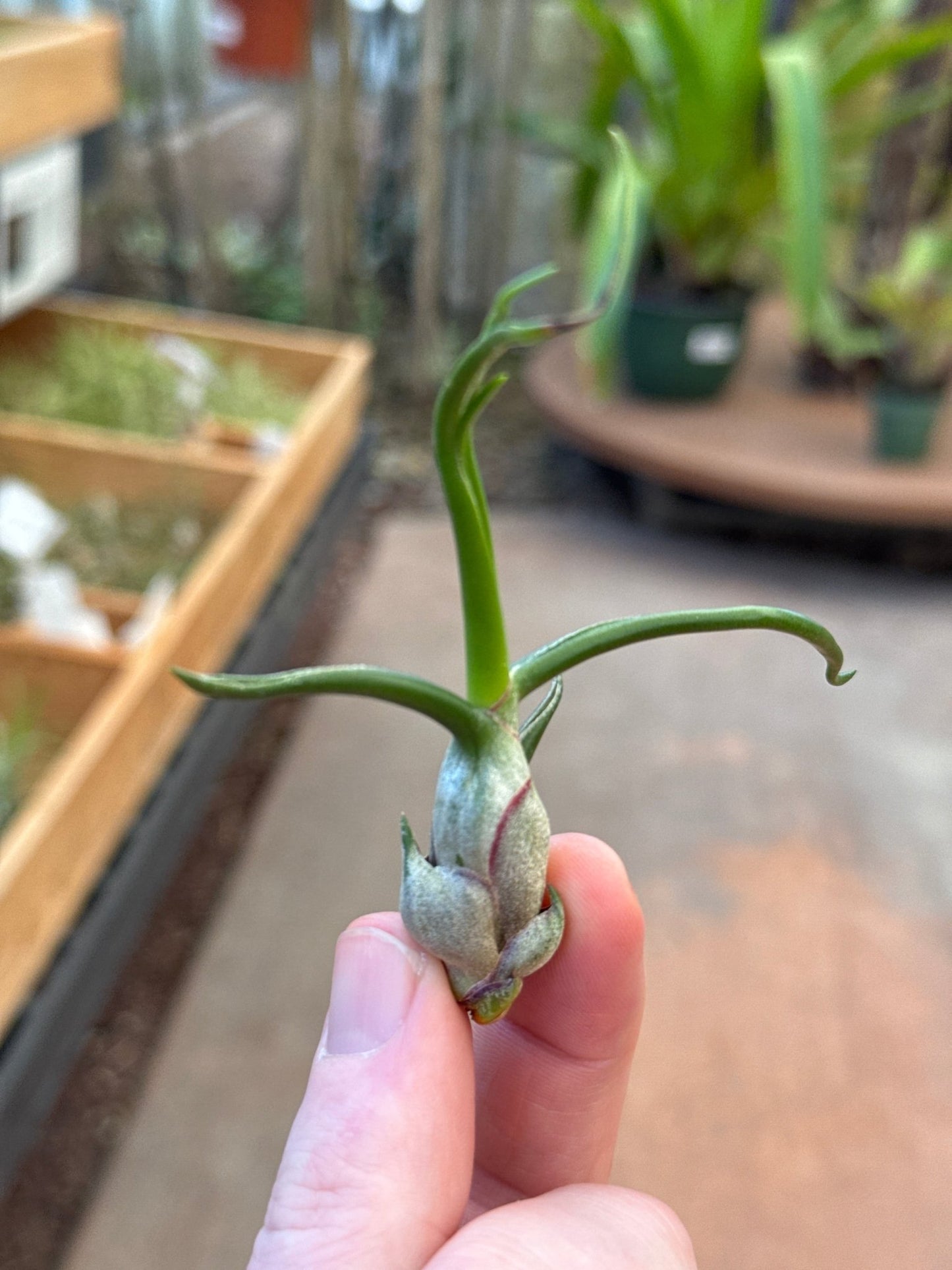 Tillandsia bulbosa - Rainforest Flora