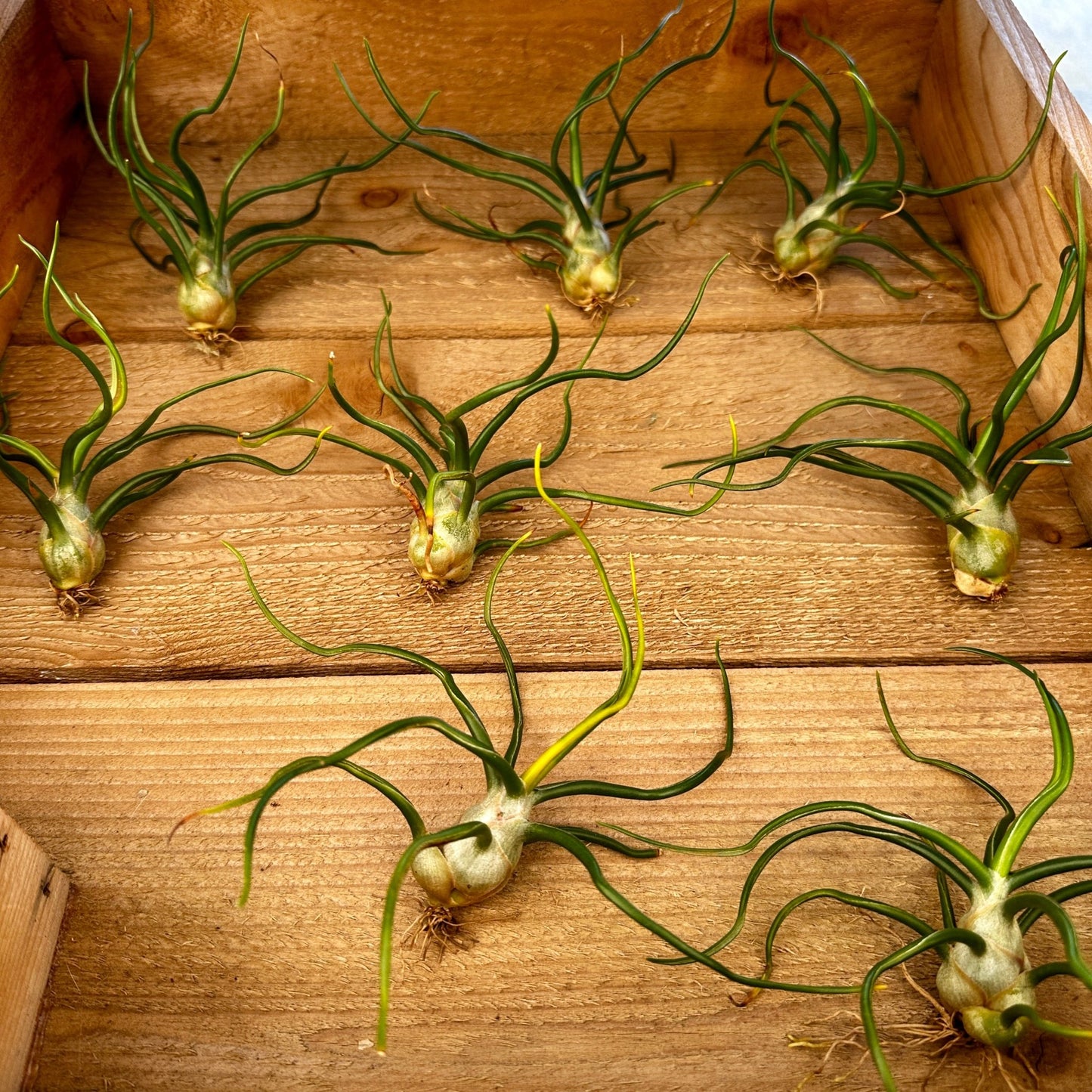 Tillandsia bulbosa Forma Alba - Rainforest Flora