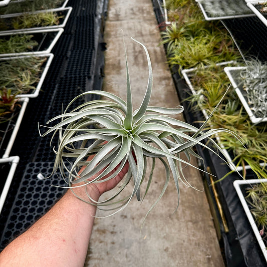 Tillandsia cacticola Thin Leaf - Rainforest Flora
