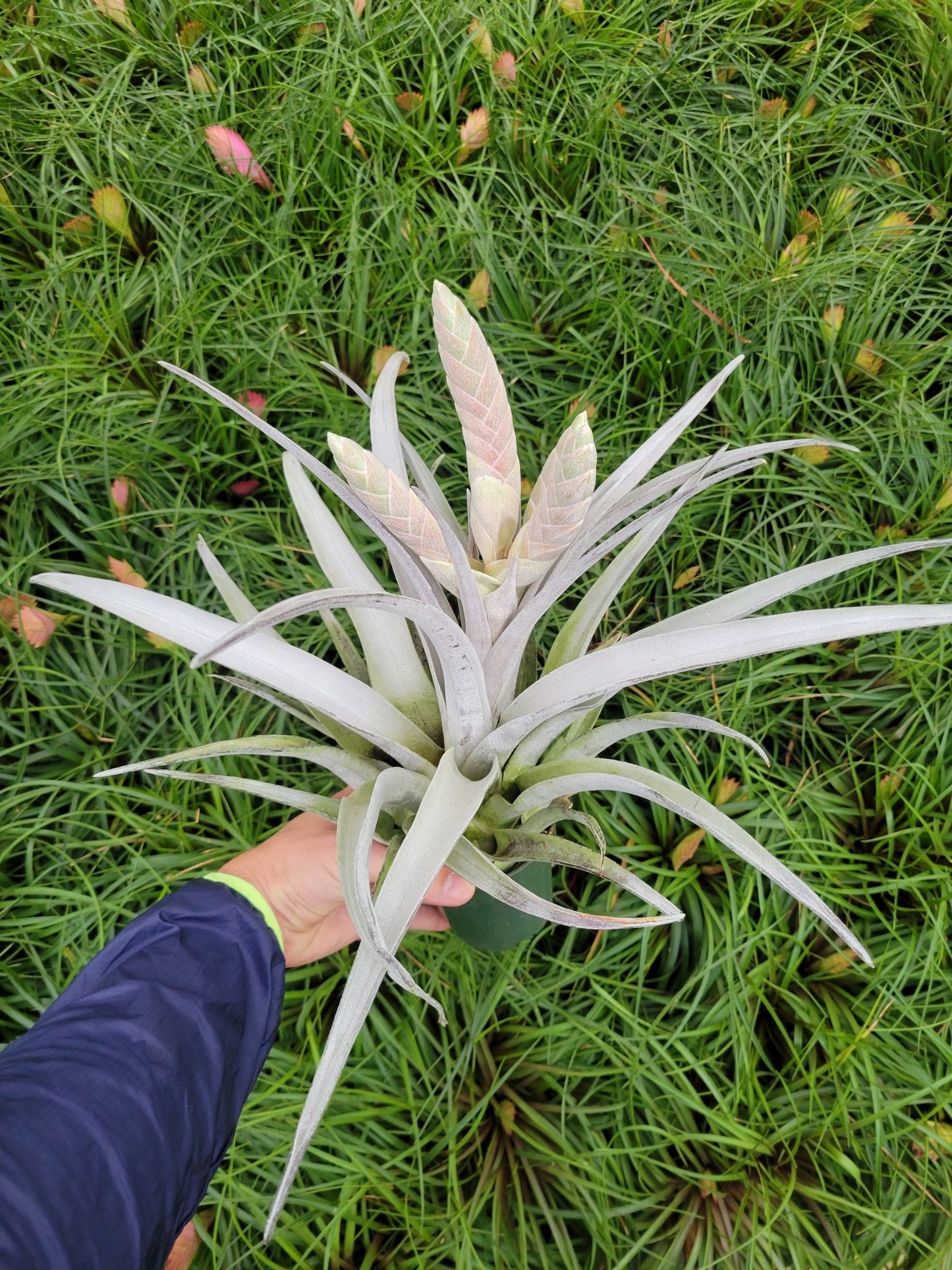 Tillandsia chiapensis - Rainforest Flora