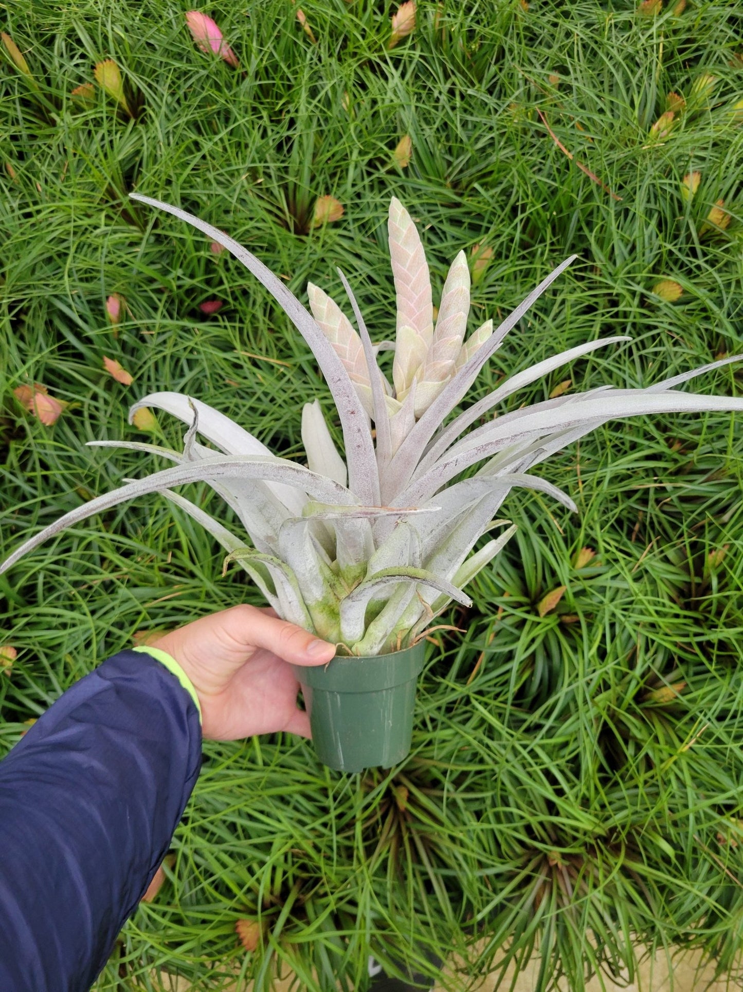 Tillandsia chiapensis - Rainforest Flora