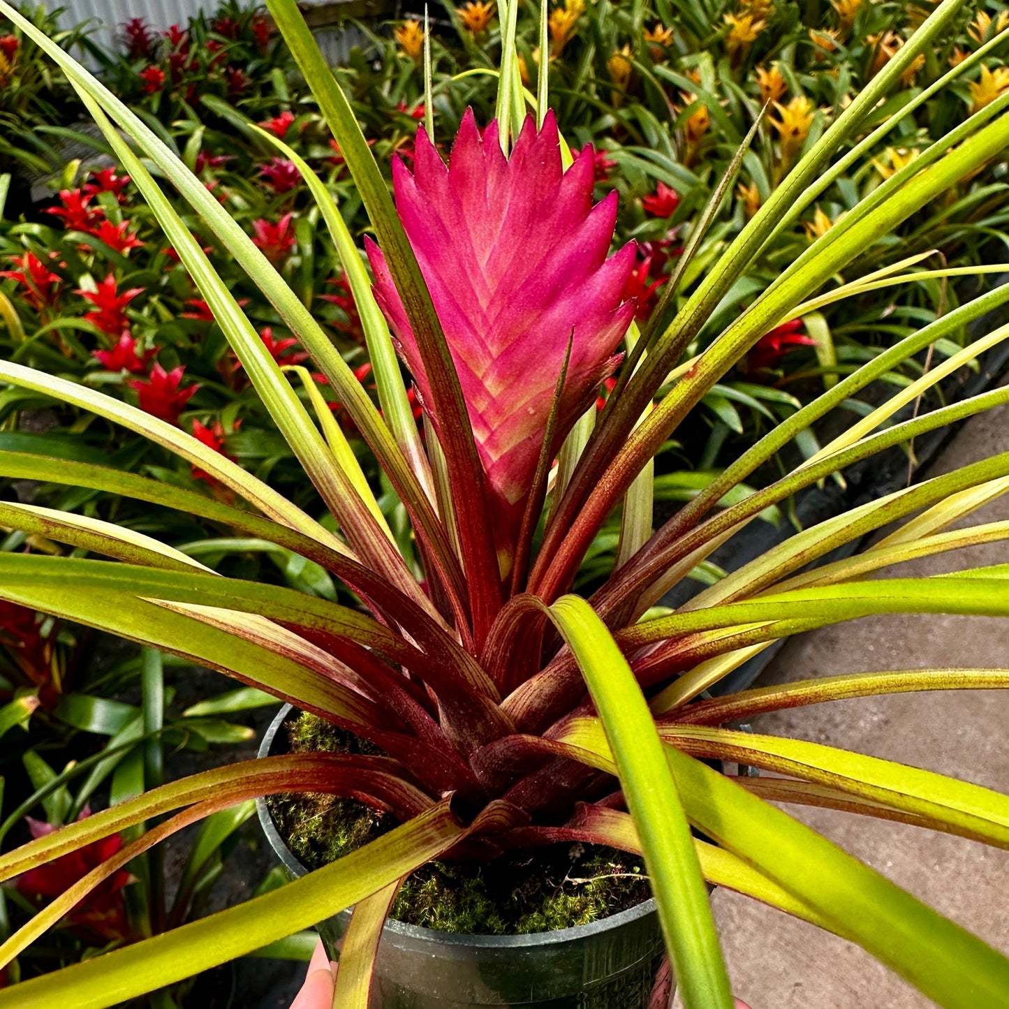 Tillandsia cyanea - Rainforest Flora