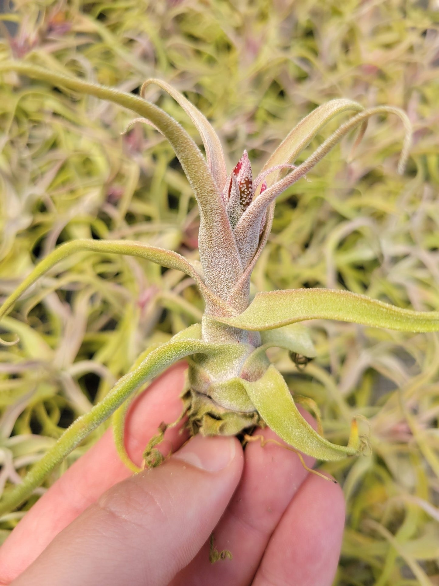 Tillandsia diguetii - Rainforest Flora