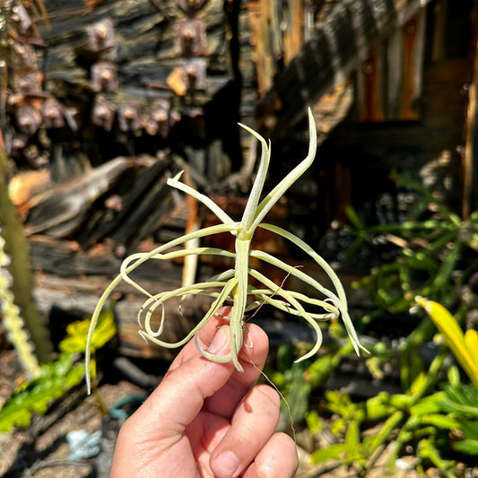 Tillandsia duratii - Rainforest Flora