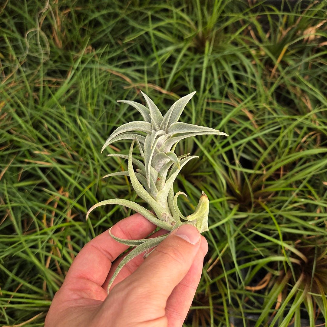 Tillandsia edithae - Rainforest Flora