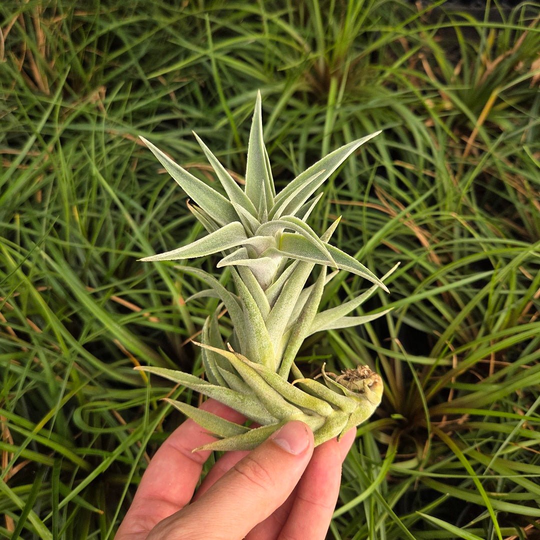 Tillandsia edithae - Rainforest Flora