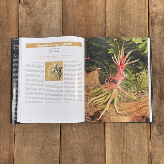 Tillandsia II, by Paul T. Isley III - Rainforest Flora