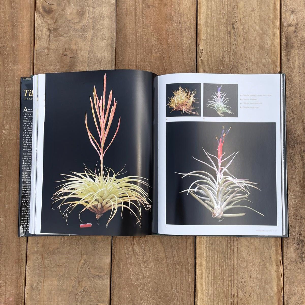 Tillandsia II, by Paul T. Isley III - Rainforest Flora