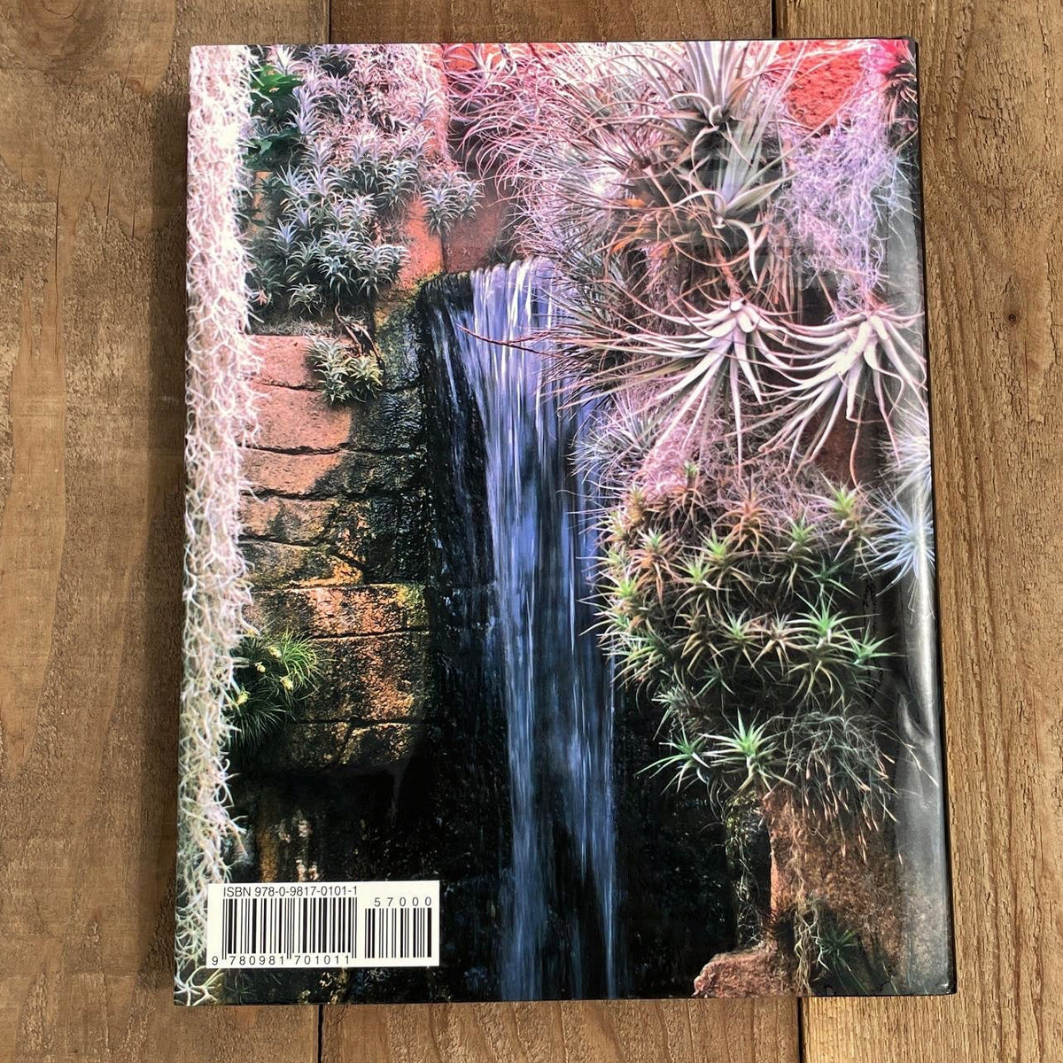 Tillandsia II, by Paul T. Isley III - Rainforest Flora