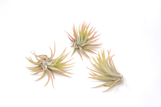 Tillandsia ionantha 'Druid' - Rainforest Flora