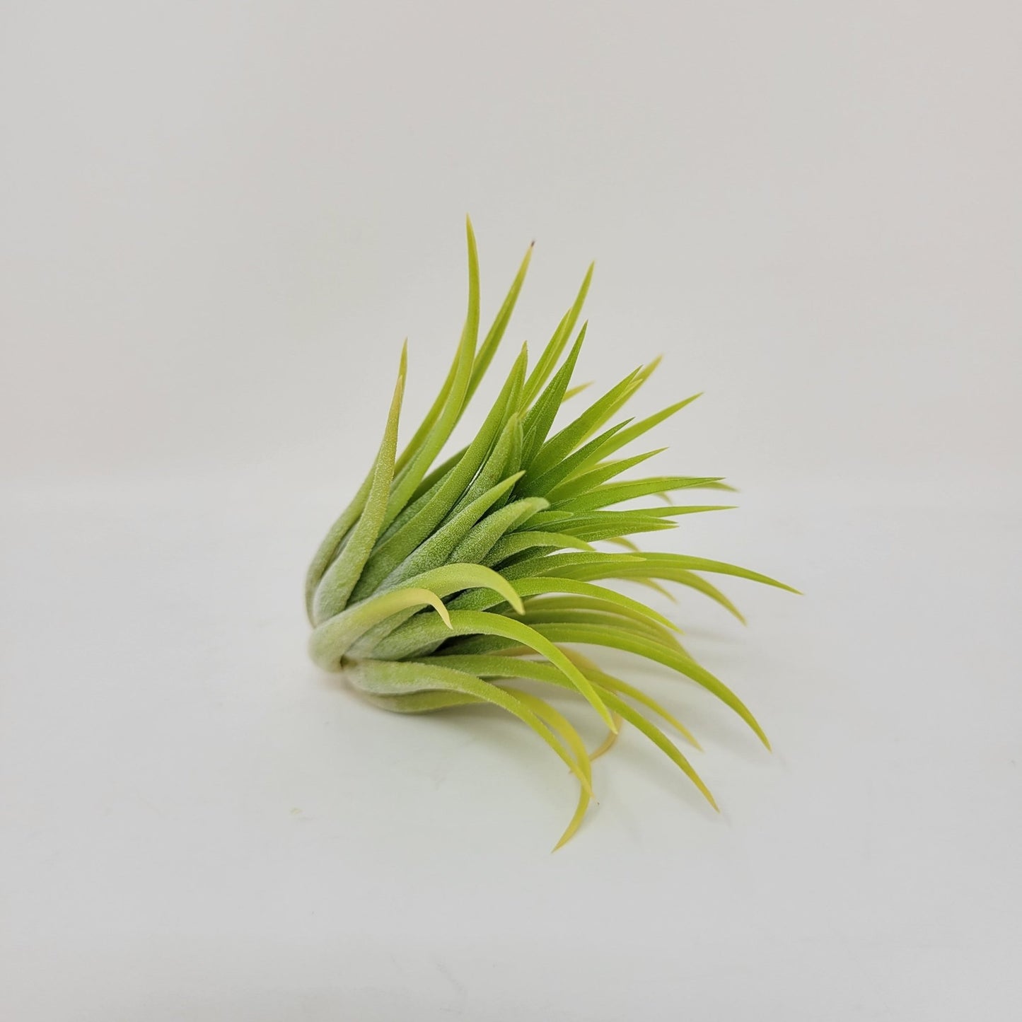 Tillandsia ionantha 'Sumo Size' White - Rainforest Flora