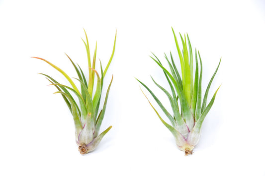 Tillandsia 'Joel' - Rainforest Flora