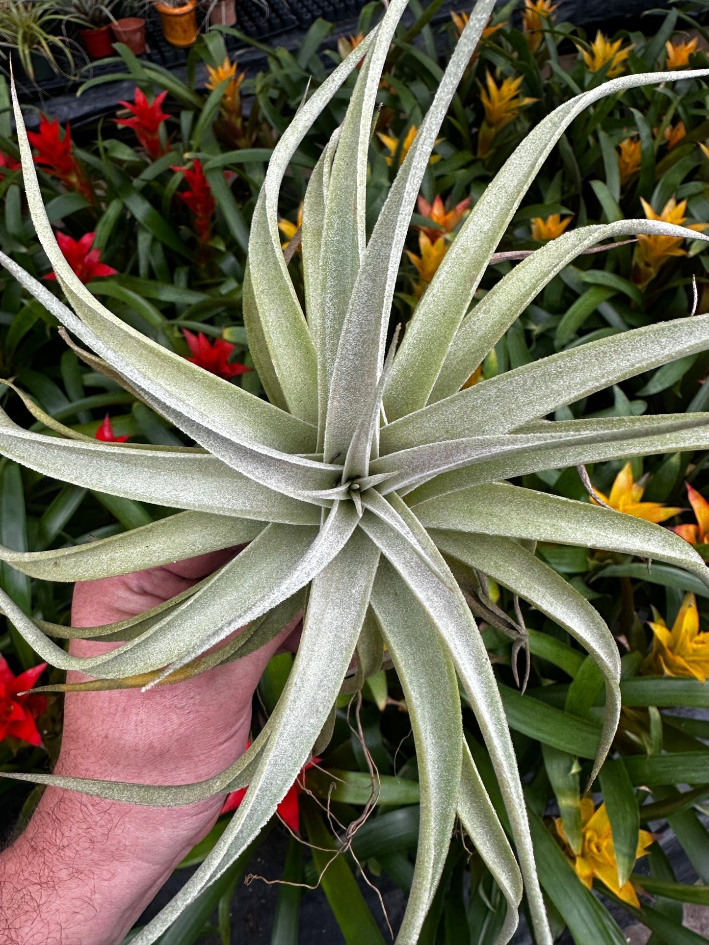 Tillandsia 'Kammyhon' (T. kammii x T. hondurensis) - Rainforest Flora