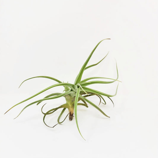 Tillandsia 'Kashkin' - Rainforest Flora