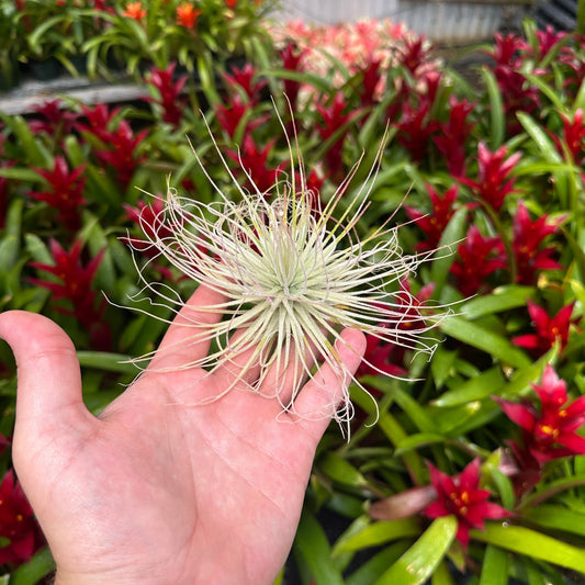 Tillandsia magnusiana - Rainforest Flora