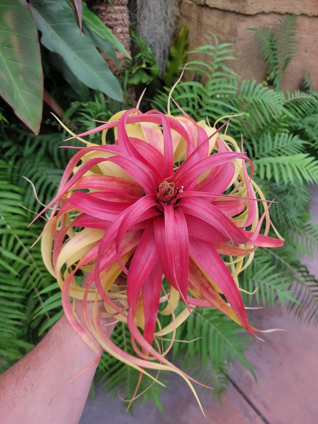Tillandsia "Marvelous Masterpiece" - Rainforest Flora