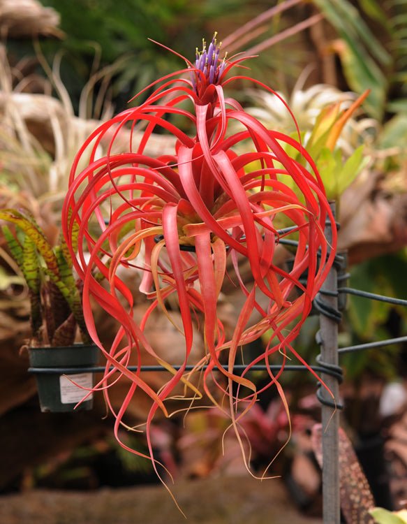 Tillandsia "Marvelous Masterpiece" - Rainforest Flora