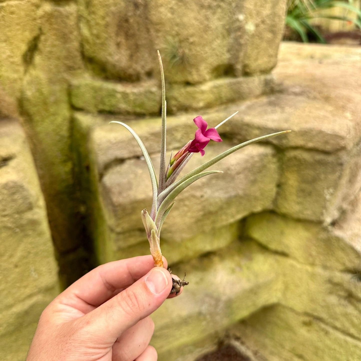 Tillandsia 'Mystic Haze' - Rainforest Flora