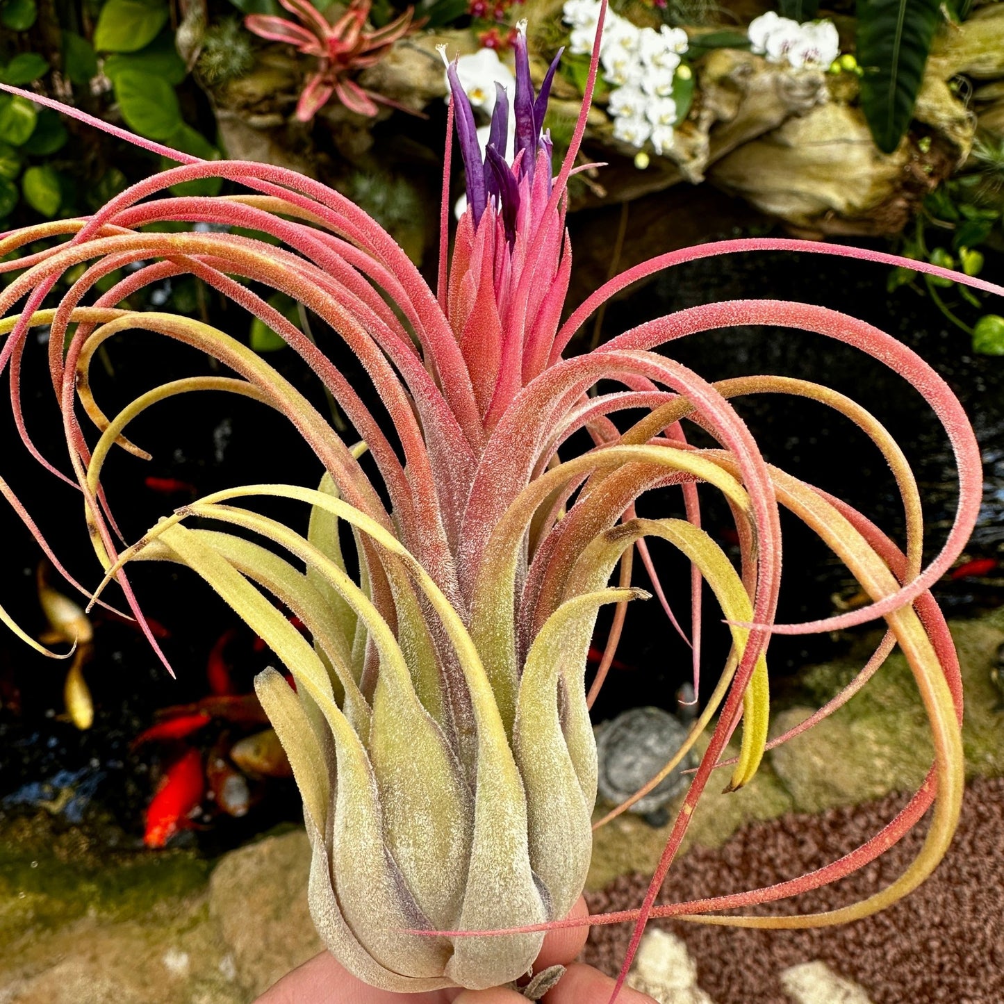 Tillandsia 'Oh My Goodness' (T. caput - medusae x T. ionantha Fuego) - Rainforest Flora