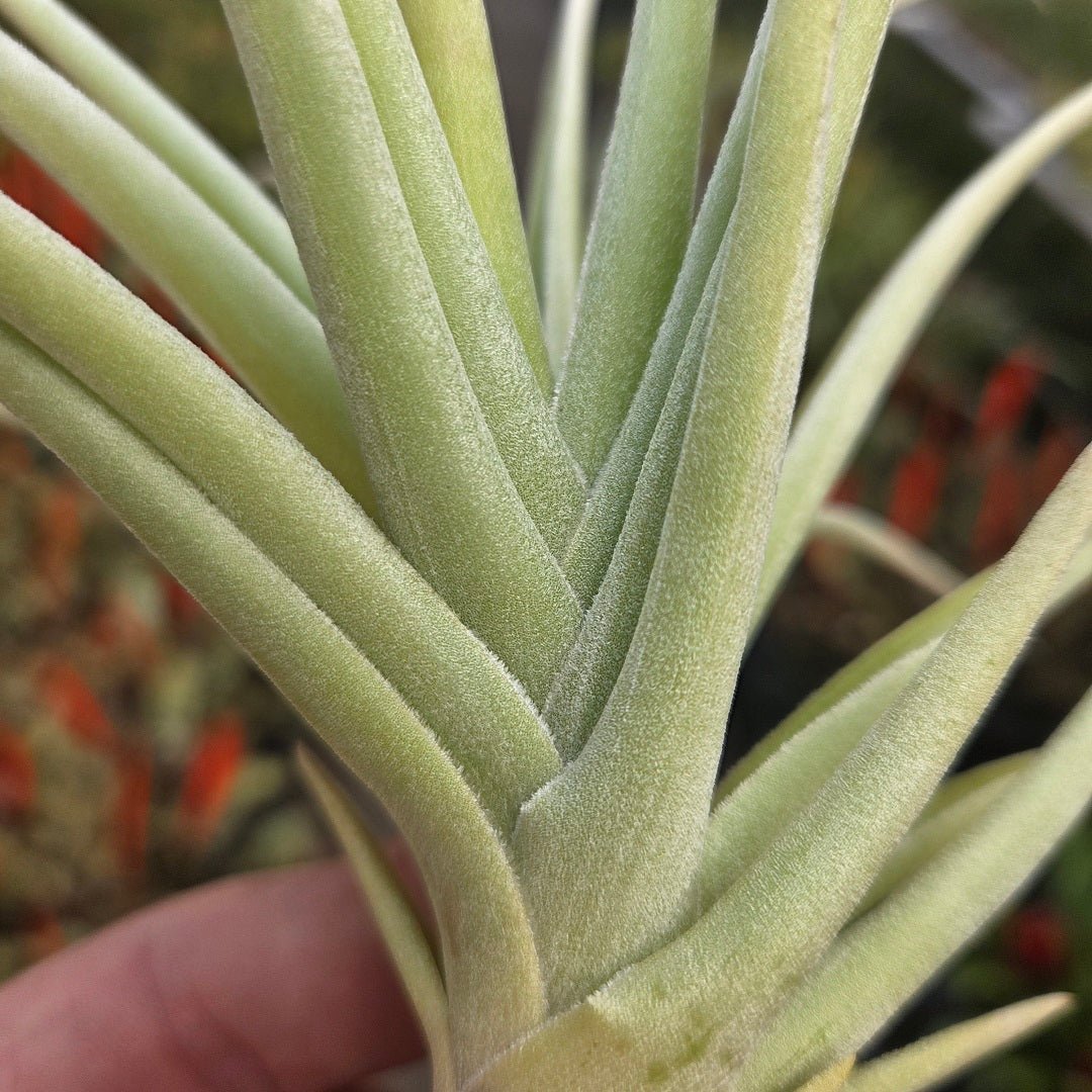 Tillandsia Pastel Perfection (T. arequitae X T. stricta) - Rainforest Flora