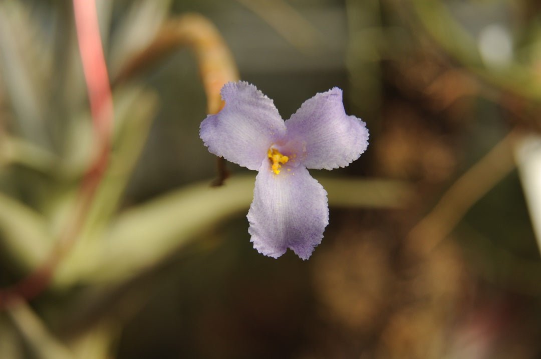 Tillandsia Pastel Perfection (T. arequitae X T. stricta) - Rainforest Flora