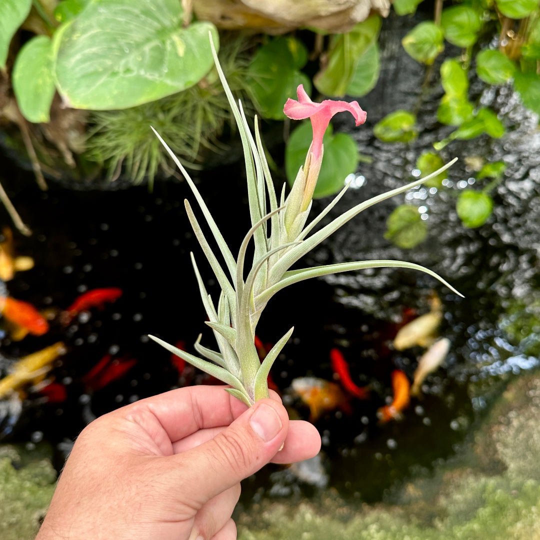 Tillandsia 'Rainbow Sherbert' (T. xiphioides x T. zecheri) - Rainforest Flora