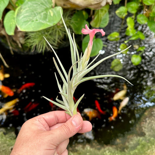 Tillandsia 'Rainbow Sherbert' (T. xiphioides x T. zecheri) - Rainforest Flora