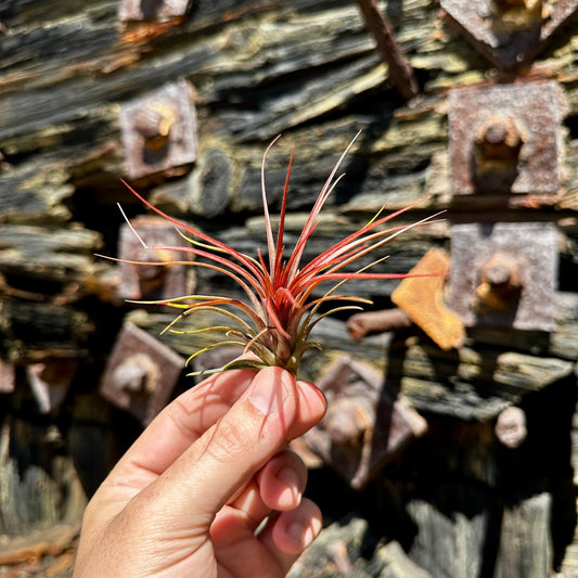 Tillandsia 'Rainforest Red' - Rainforest Flora