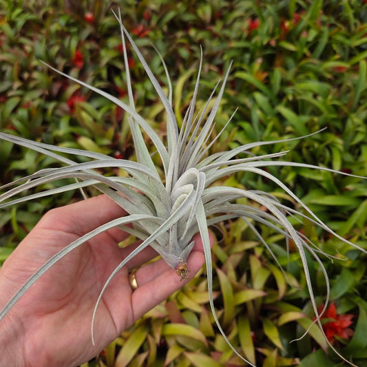 Tillandsia recurvifolia x Tillandsia gardneri - Rainforest Flora
