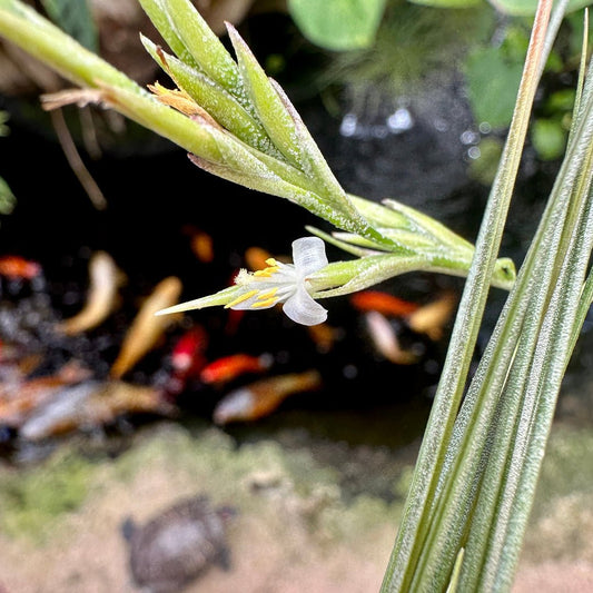 Tillandsia remota - Rainforest Flora