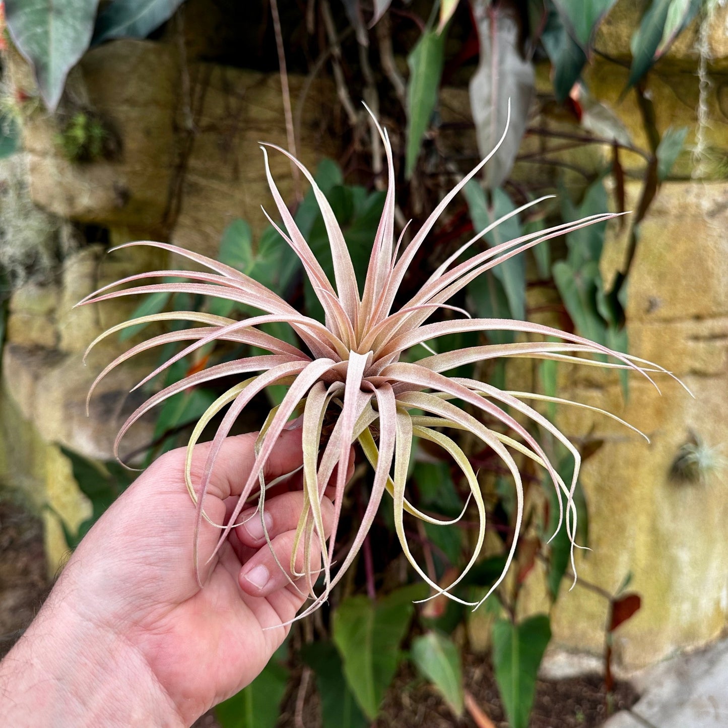 Tillandsia riohondoensis - Rainforest Flora