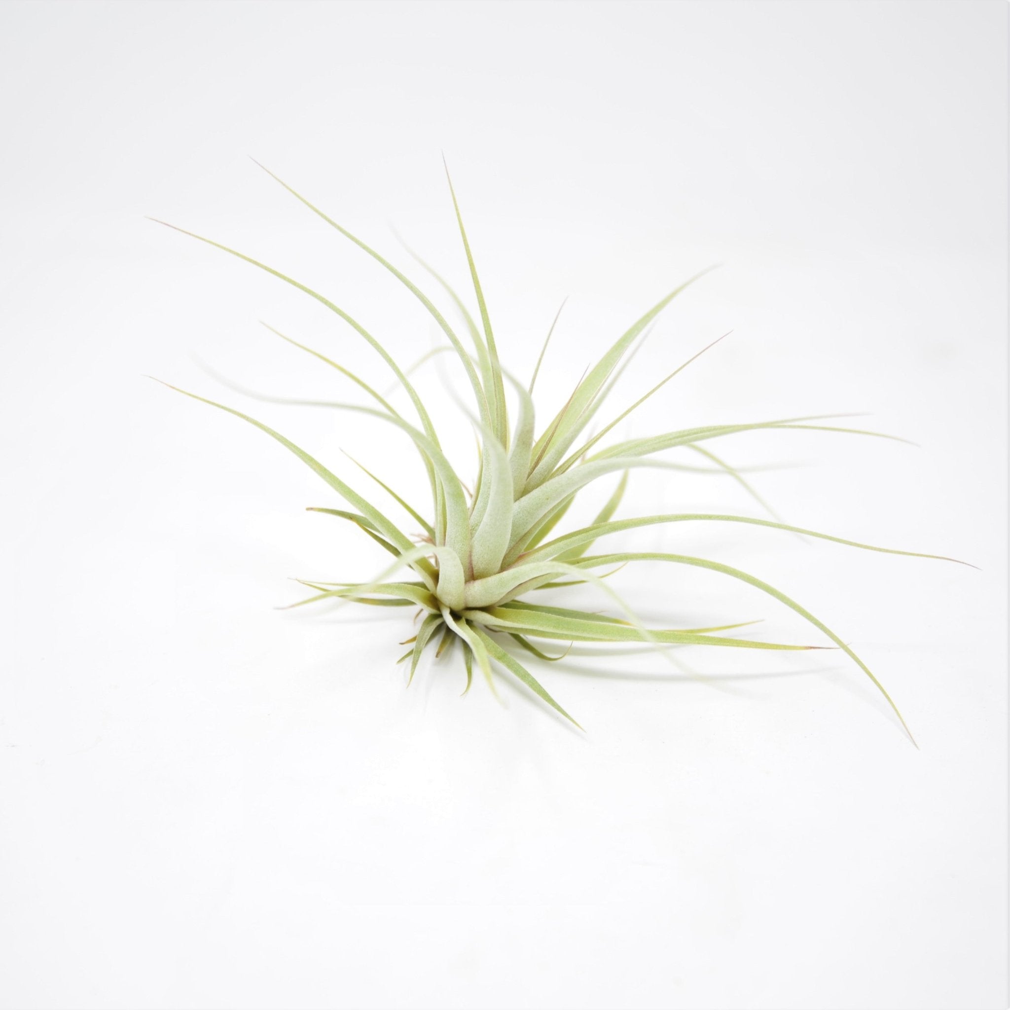 Tillandsia 'Silver Queen'