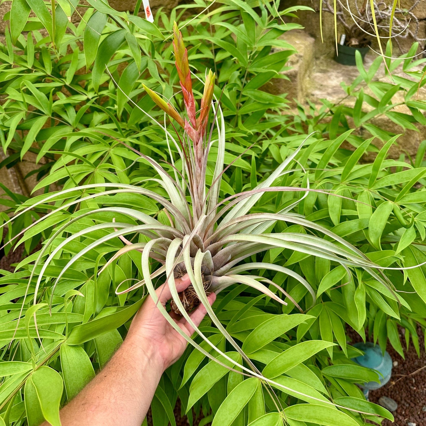 Tillandsia 'Silver Queen' (T. Jalisco-monticola X Xerographica) - Rainforest Flora