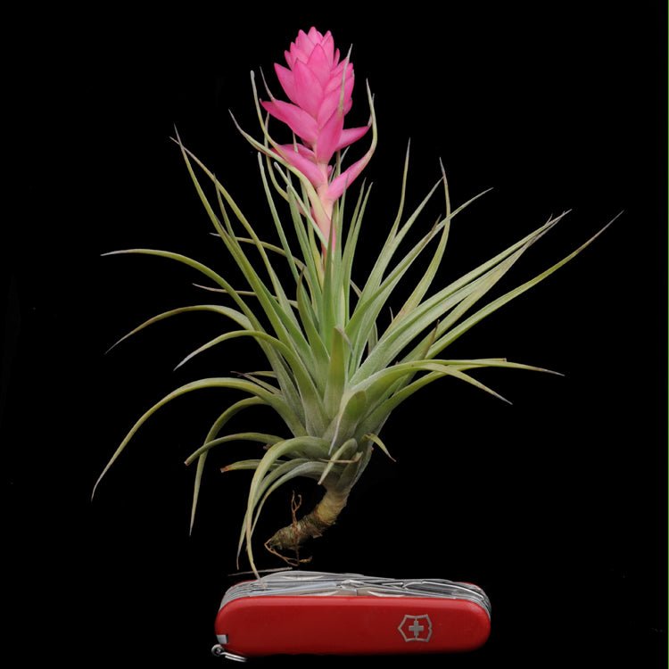 Tillandsia stricta - Rainforest Flora