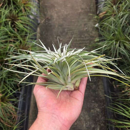 Tillandsia stricta Stiff Gray - Rainforest Flora