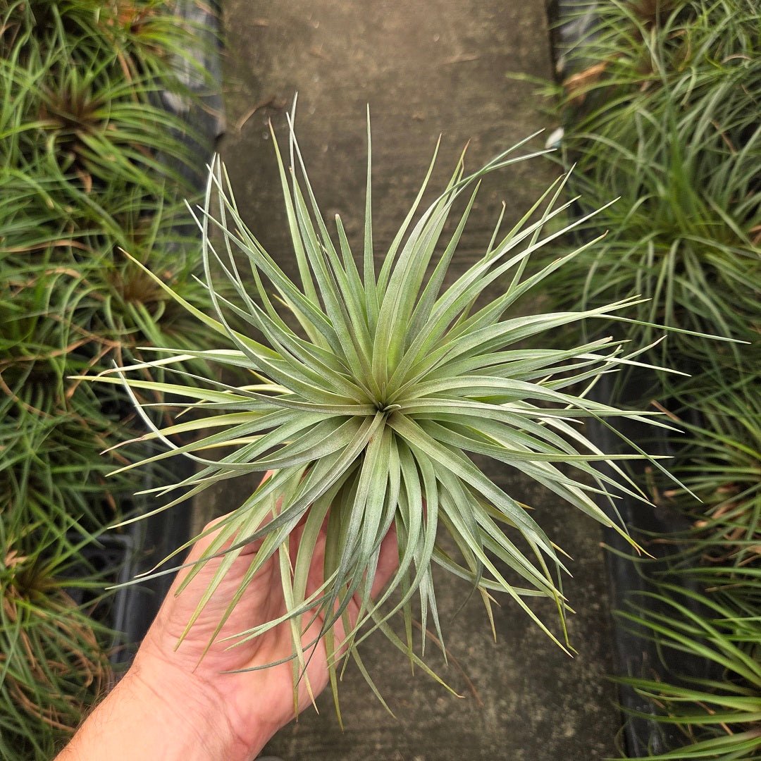 Tillandsia stricta Stiff Gray - Rainforest Flora
