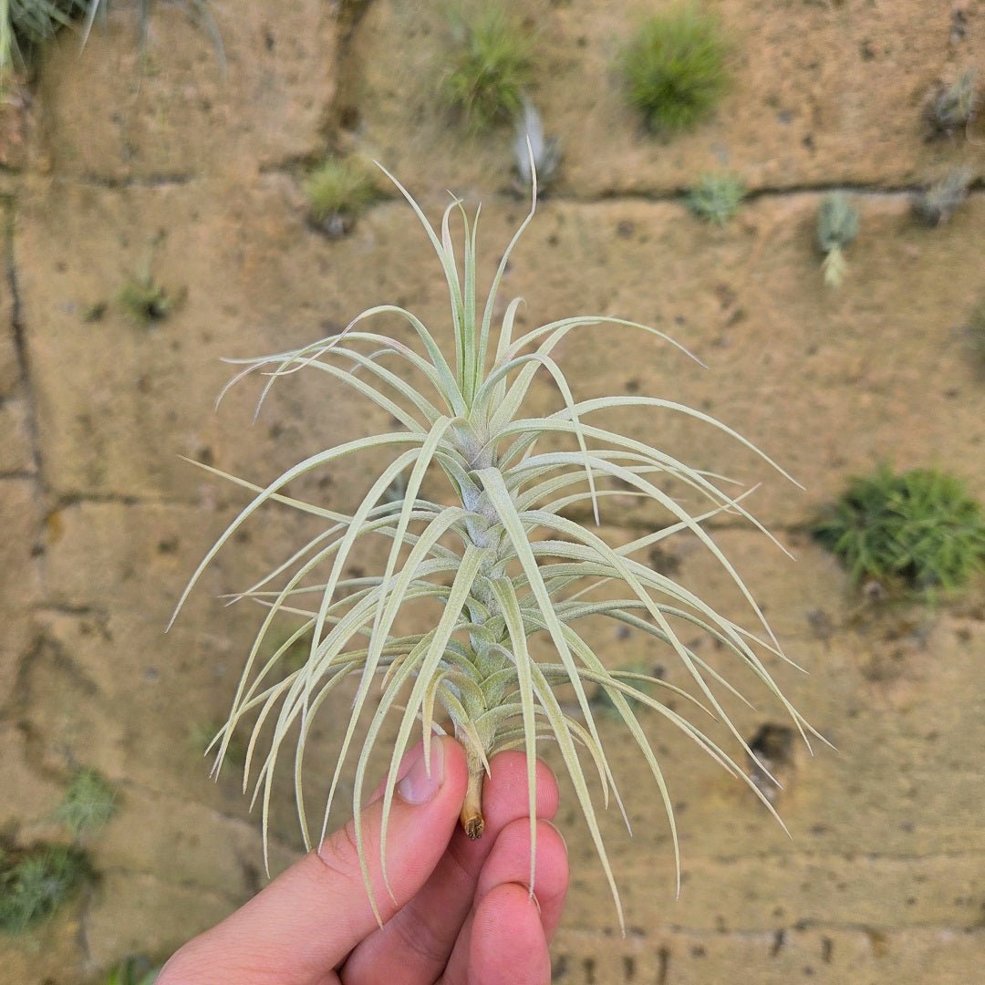 Tillandsia 'Sweet Isabel' (T.tectorum X T.paleacea) - Rainforest Flora