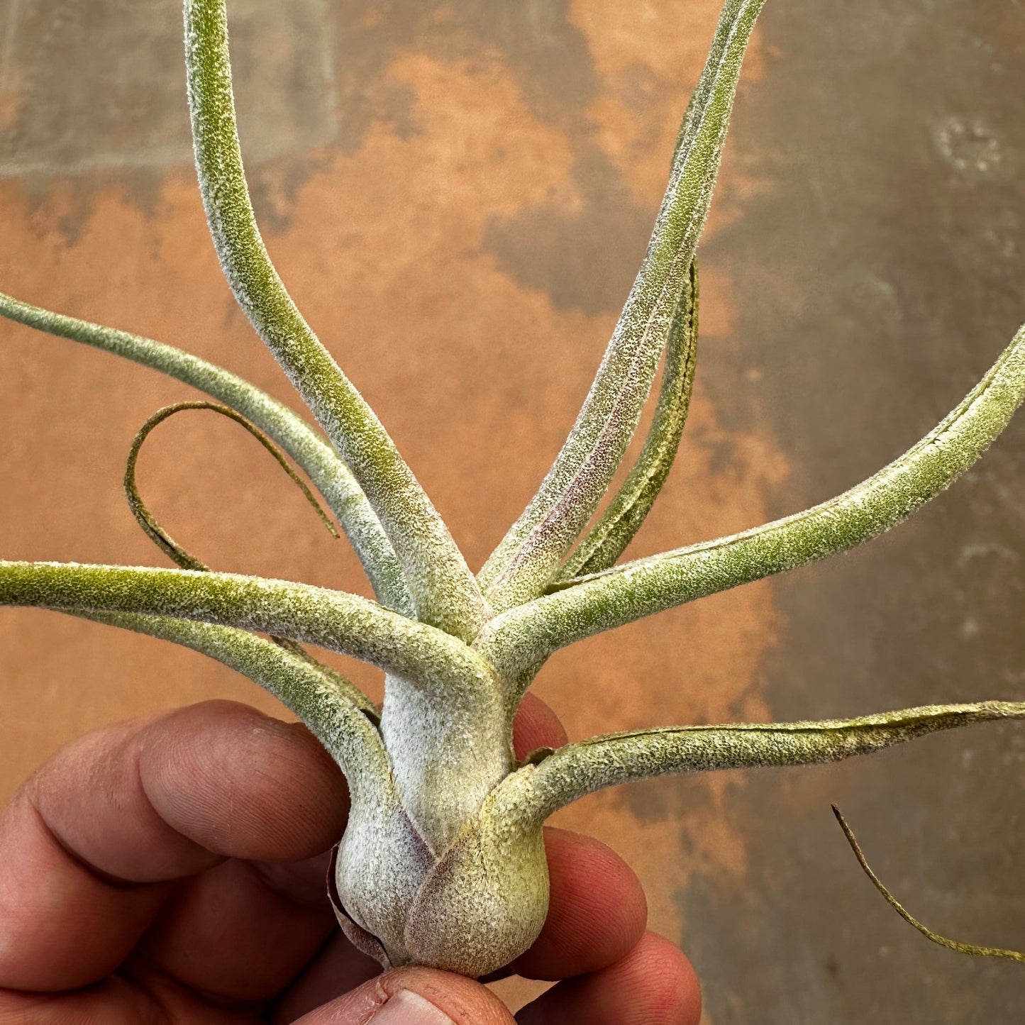 Tillandsia 'The Perfect Blend' (T. Lucille x T. bulbosa) - Rainforest Flora