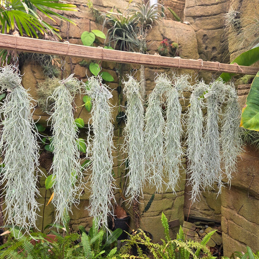 Tillandsia usneoides 'El Mejor' (Spanish moss) - Rainforest Flora