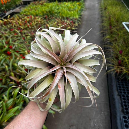 Tillandsia xerographica - Rainforest Flora