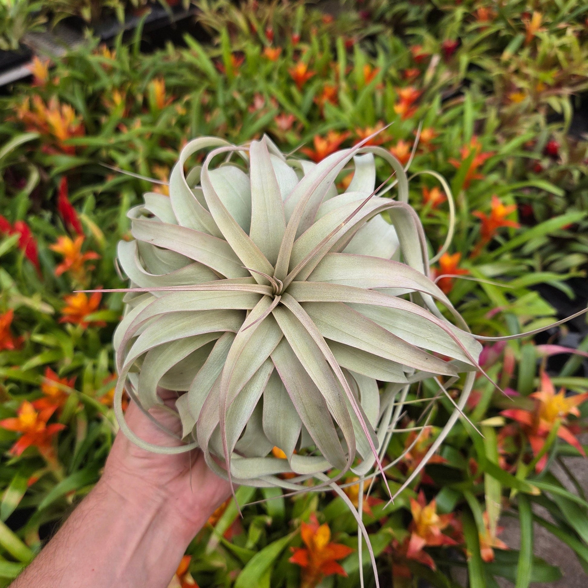 Tillandsia xerographica - Rainforest Flora