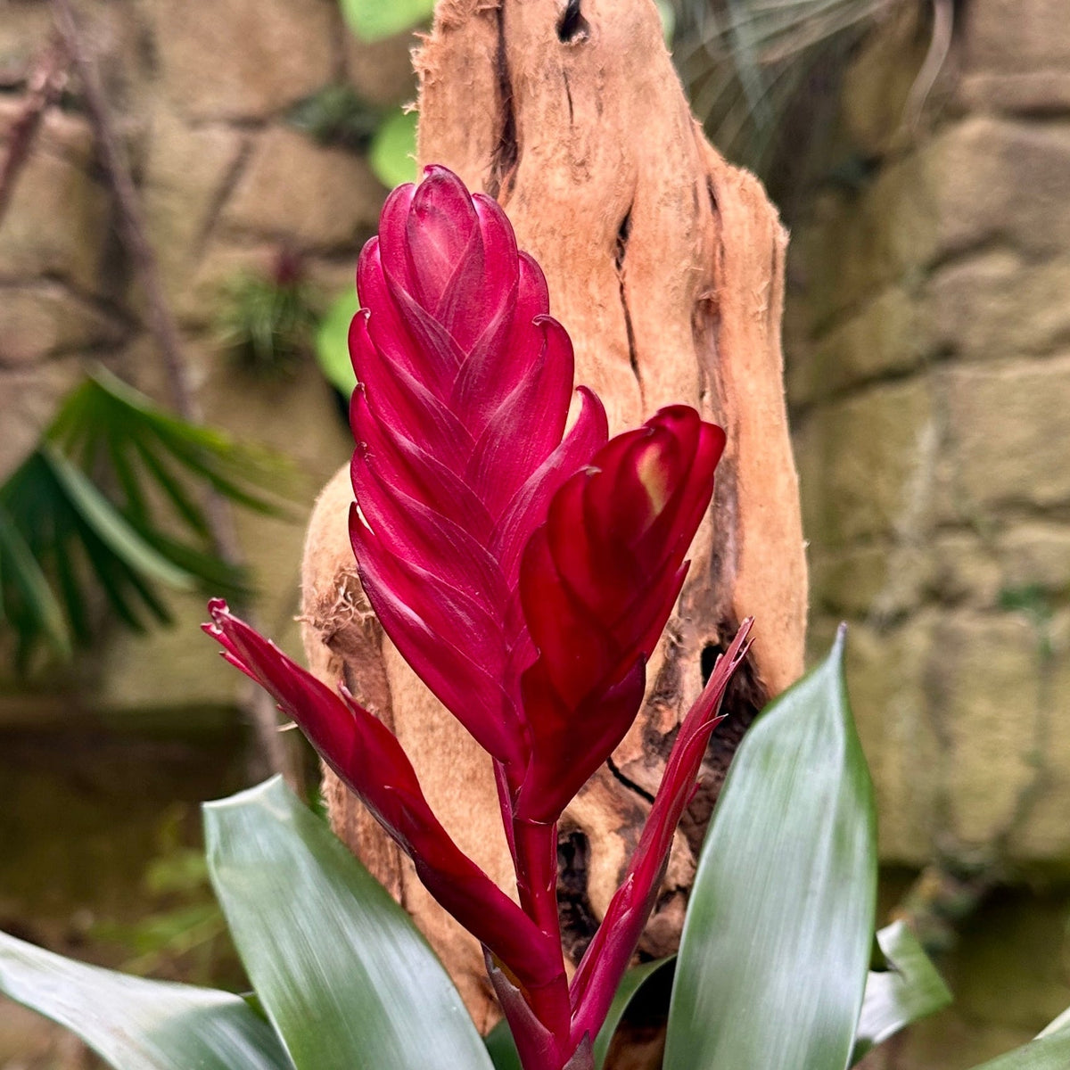Vriesea ‘Albertiana’ - Rainforest Flora