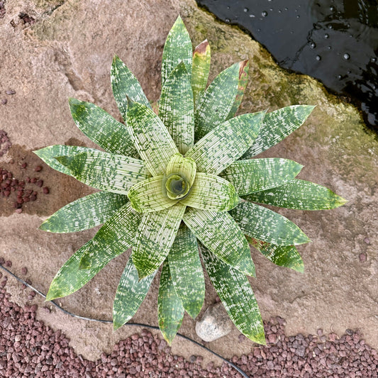 Vriesea tesselata ‘Nova’ - Rainforest Flora