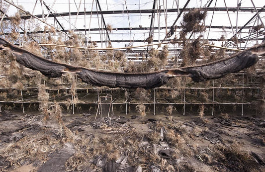 Field Notes No. 2: The day we lost the nursery, and the twenty percent that lived - Rainforest Flora