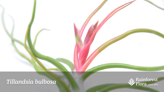 Notes from Tillandsia II: Tillandsia bulbosa - Rainforest Flora