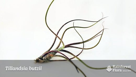 Notes from Tillandsia II: Tillandsia butzii - Rainforest Flora