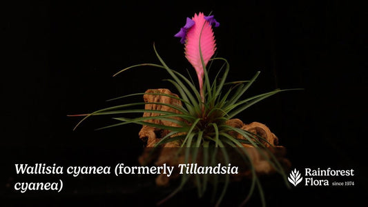 Notes from Tillandsia II: Tillandsia cyanea - Rainforest Flora